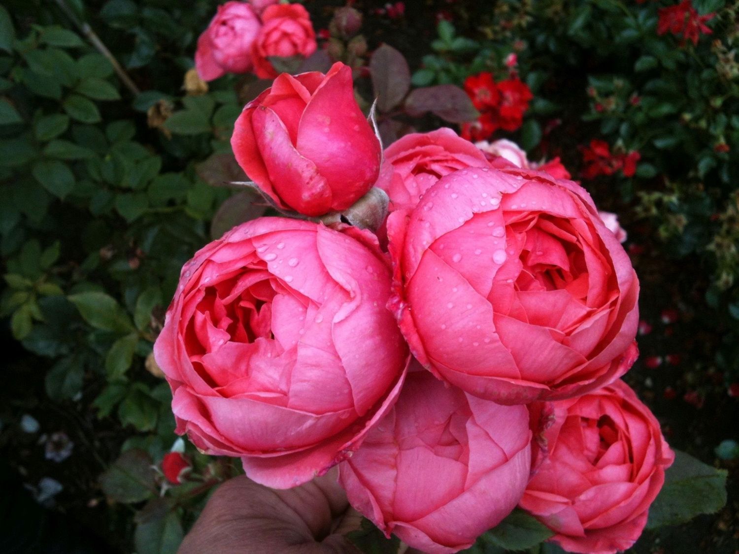 Ordina Rosa GARTENPRINZESSIN MARIE-JOSÉ (D17 cm A20 cm) online su FlorAcces...