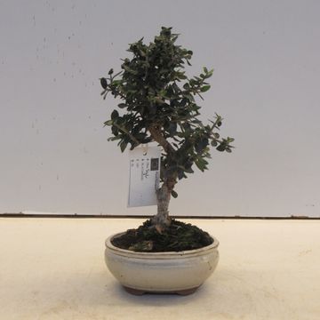 Olea europaea sylvestris