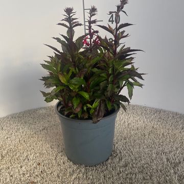 Lobelia x speciosa STARSHIP SCARLET