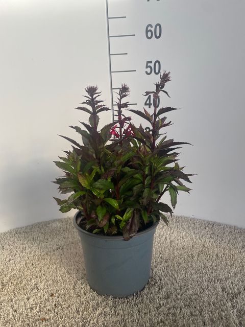 Lobelia x speciosa STARSHIP SCARLET