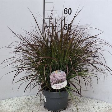 Pennisetum advena 'Rubrum'