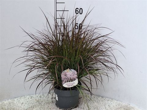 Pennisetum advena 'Rubrum'