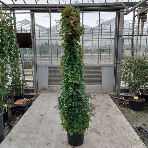 Parthenocissus tricuspidata 'Veitchii Robusta'