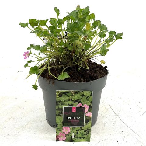 Erodium x variabile 'Bishop's Form'