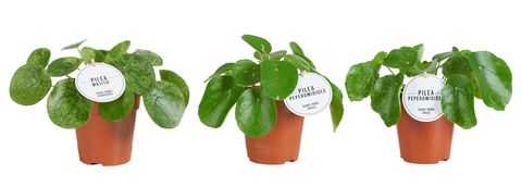 Pilea peperomioides VARIEGATA MIX