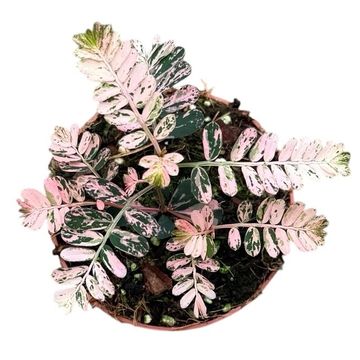 Phyllanthus urinaria 'Variegata'