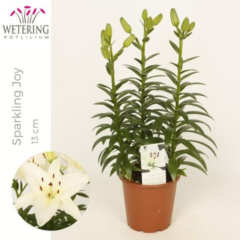 Lilium 'Sparkling Joy'