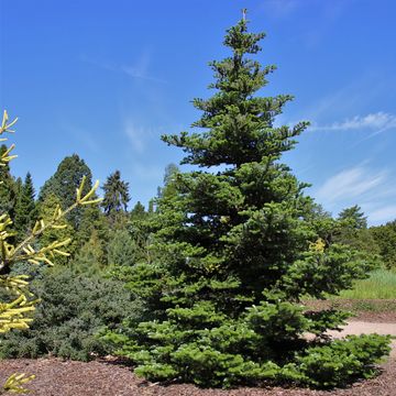 Abies koreana