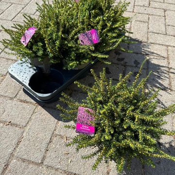 Erica x darleyensis 'Kramer's Rote'