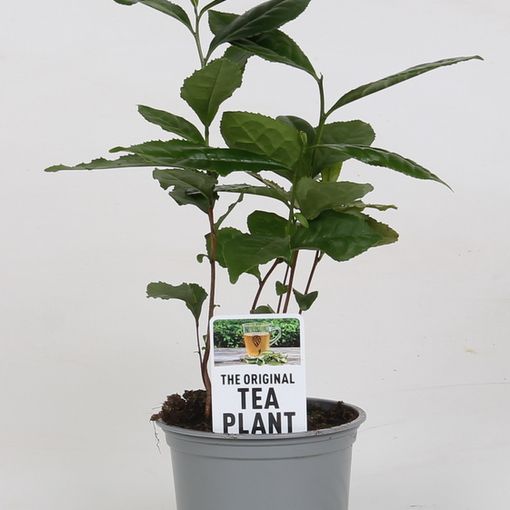 Camellia sinensis