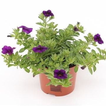 Calibrachoa MINIFAMOUS DARK BLUE