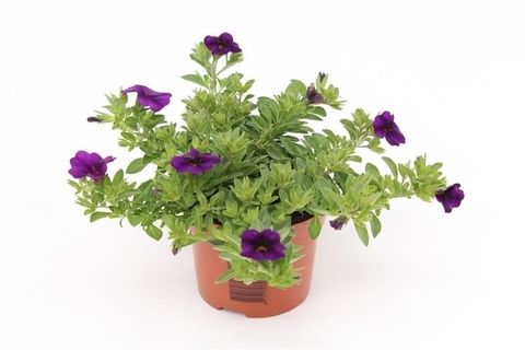 Calibrachoa MINIFAMOUS DARK BLUE