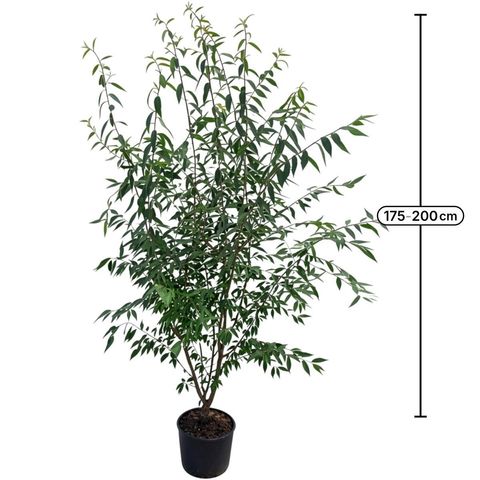 Prunus serrula