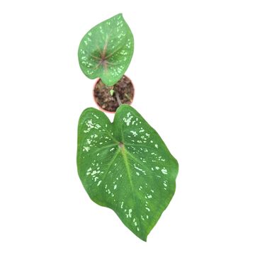 Caladium bicolor 'Jia'