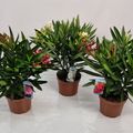 Nerium oleander MIX