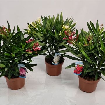Nerium oleander MIX