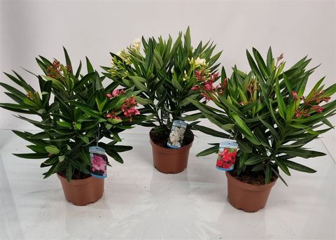 Nerium oleander MIX