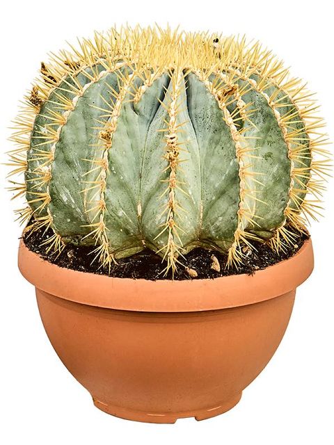 Ferocactus glaucescens