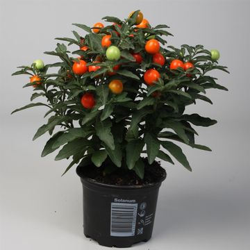 Solanum pseudocapsicum