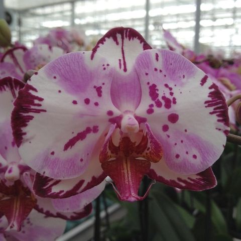 Phalaenopsis MAGIC ART