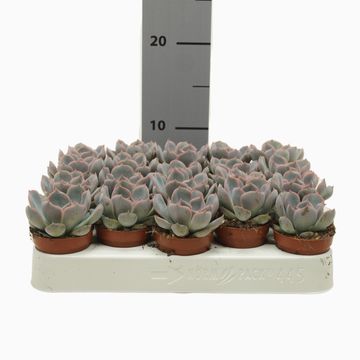 Echeveria 'Orion'