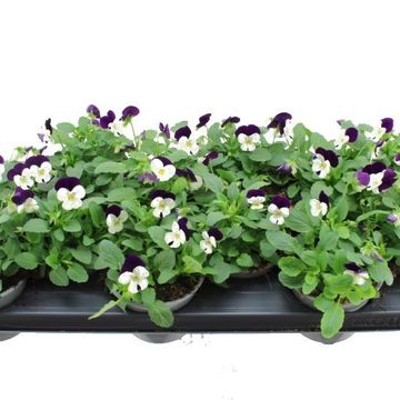 Viola SORBET WHITE PURPLE JUMP UP