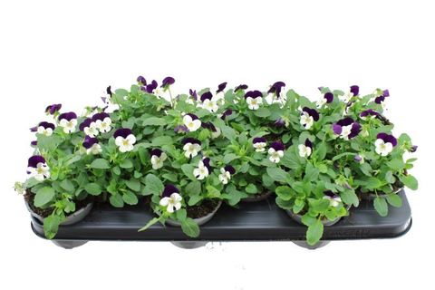 Viola SORBET WHITE PURPLE JUMP UP