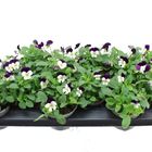 Viola SORBET WHITE PURPLE JUMP UP