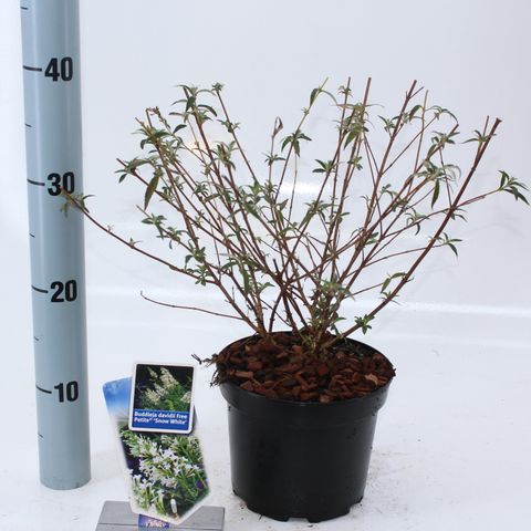 Buddleja FREE PETITE SNOW WHITE