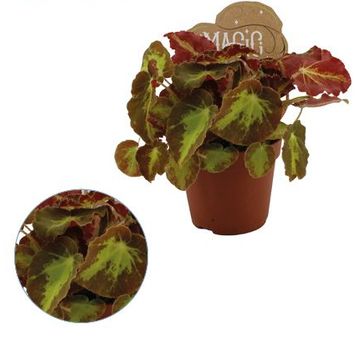 Begonia MAGIC COLOURS MONTUNO