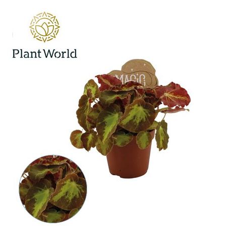 Begonia MAGIC COLOURS MONTUNO