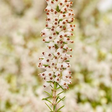 Erica carnea 'Steffi'