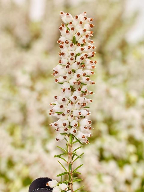 Erica carnea 'Steffi'