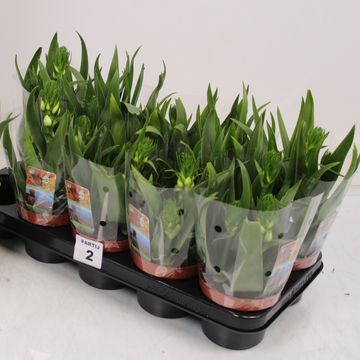 Ornithogalum thyrsoides 'Little White Star'