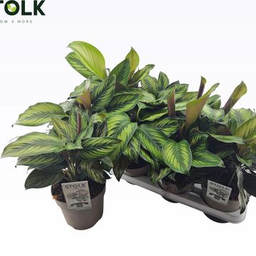 Calathea BEAUTYSTAR