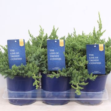 Juniperus procumbens 'Nana'