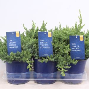 Juniperus procumbens 'Nana' (Vredebest, Kwekerij)