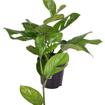 Монстера pinnatipartita