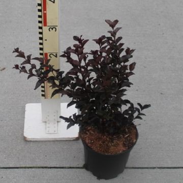 Lagerstroemia indica CRIMSON RED