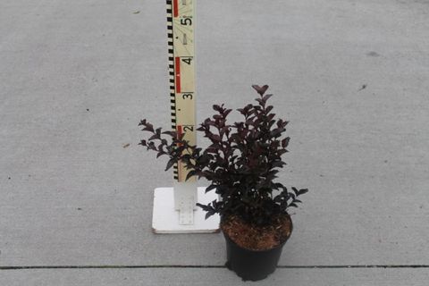 Lagerstroemia indica CRIMSON RED