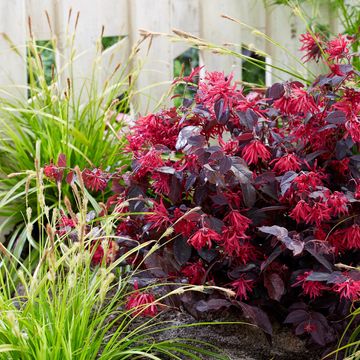 Loropetalum chinense MIX