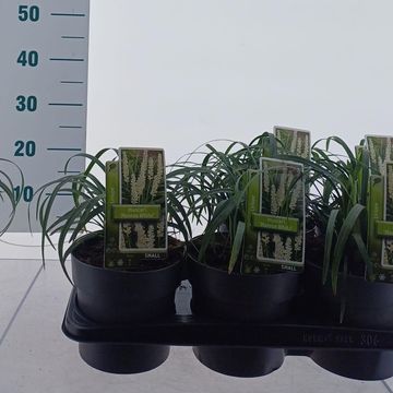 Liriope muscari 'Monroe White'