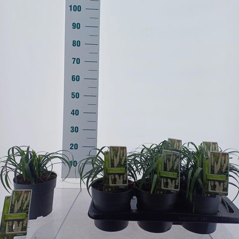 Liriope muscari 'Monroe White'