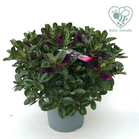 Hebe HEBEDONNA ALEXA