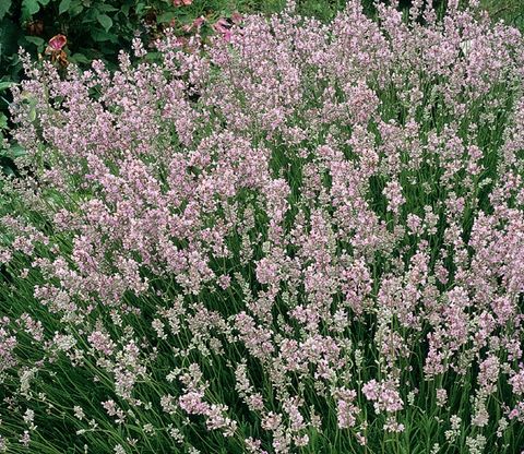 Lavandula angustifolia 'Розеа'