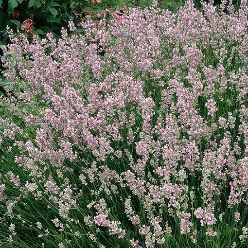 Lavandula angustifolia 'Розеа'