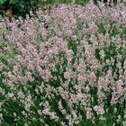 Lavandula angustifolia 'Розеа'