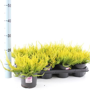 Calluna vulgaris GARDEN GIRLS SANDY