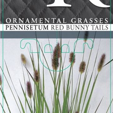 Pennisetum MIX