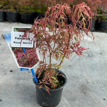 Acer palmatum ROYAL GARNET